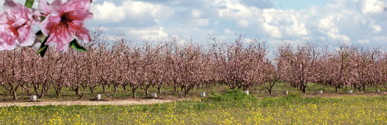 Photo of orchard in bloom